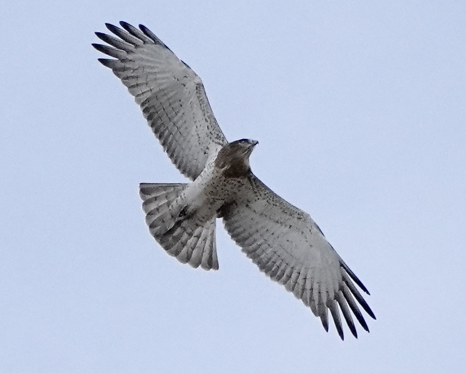 short-toed eagle